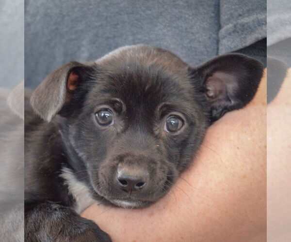 Medium Photo #5 Chipin Puppy For Sale in Huntley, IL, USA