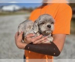 Small Photo #1 Shih Tzu Puppy For Sale in CARLYLE, IL, USA