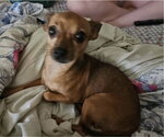 Small #2 Chihuahua Mix