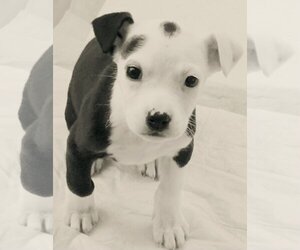 American Staffordshire Terrier Dogs for adoption in San Juan Capistrano, CA, USA