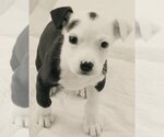 Small Photo #1 American Staffordshire Terrier Puppy For Sale in San Juan Capistrano, CA, USA