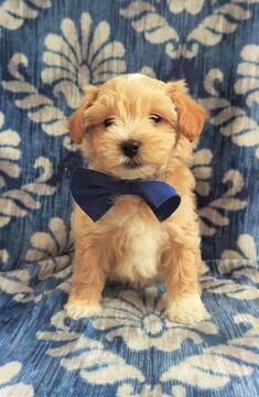 Medium Photo #4 Maltipoo Puppy For Sale in LANCASTER, PA, USA