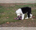 Small Photo #7 Old English Sheepdog Puppy For Sale in MARIONVILLE, MO, USA