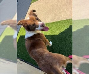 Border Collie-Unknown Mix Dogs for adoption in Tabernash, CO, USA