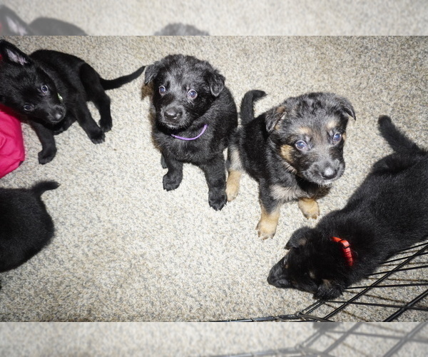 Medium Photo #1 German Shepherd Dog Puppy For Sale in DETROIT, MI, USA