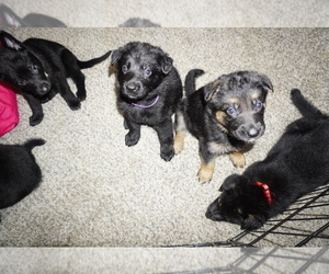 German Shepherd Dog Litter for sale in DETROIT, MI, USA