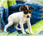 Small #3 Fox Terrier (Smooth)-Fox Terrier (Toy) Mix