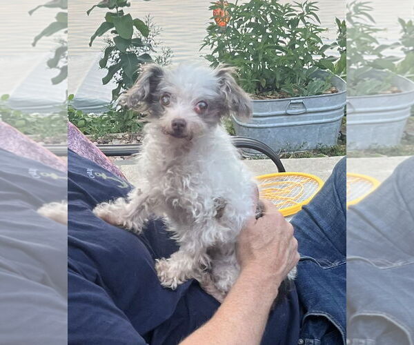 Medium Photo #2 Poodle (Toy) Puppy For Sale in St. Louis Park, MN, USA