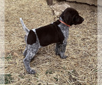 Small #5 German Shorthaired Pointer
