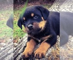 Small #6 Rottweiler
