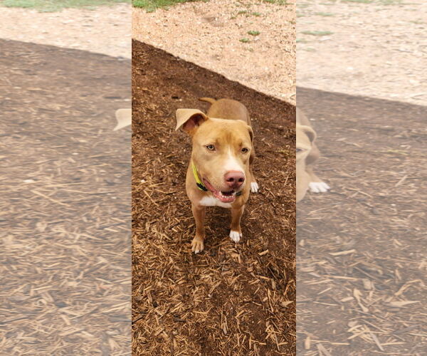 Medium Photo #12 American Pit Bull Terrier-Unknown Mix Puppy For Sale in Houston, TX, USA