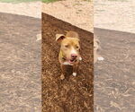 Small #11 American Pit Bull Terrier Mix