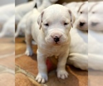 Small #13 Dogo Argentino