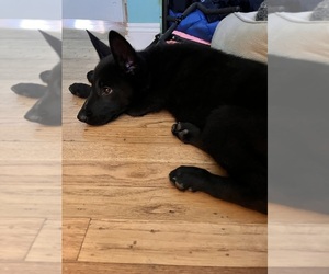 German Shepherd Dog Puppy for sale in DUBLIN, CA, USA
