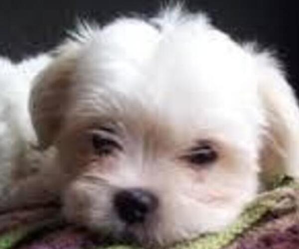 Medium Photo #1 Malchi Puppy For Sale in FARMINGTON, MN, USA
