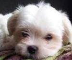 Small Photo #1 Malchi Puppy For Sale in FARMINGTON, MN, USA