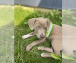 Small Photo #11 American Staffordshire Terrier-Unknown Mix Puppy For Sale in Brewster, NY, USA