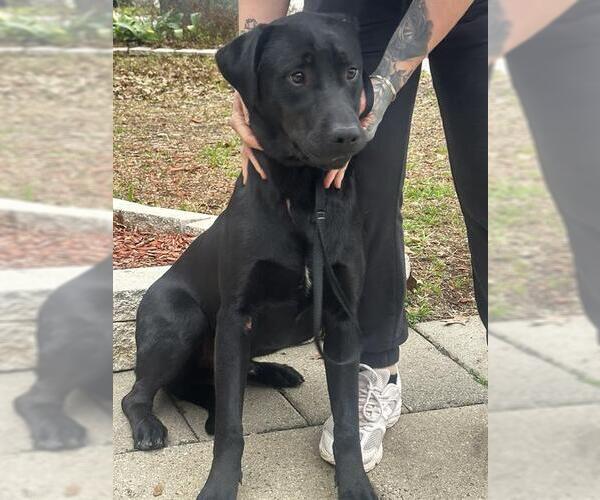 Medium Photo #3 Labrador Retriever-Unknown Mix Puppy For Sale in San Antonio, TX, USA