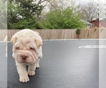 Small Photo #4 Chinese Shar-Pei Puppy For Sale in TOPEKA, KS, USA