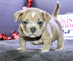 Small Photo #1 American Bully Puppy For Sale in TOPEKA, KS, USA