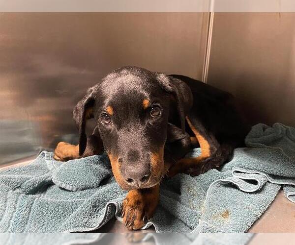 Medium Photo #1 Rottweiler-Unknown Mix Puppy For Sale in Modesto, CA, USA