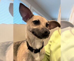 Mutt Dogs for adoption in Oakhurst, NJ, USA