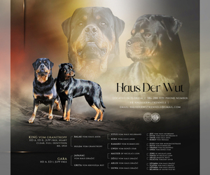 Rottweiler Puppy for sale in EUSTIS, FL, USA