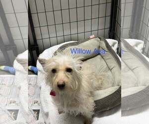 Cairn Terrier-Unknown Mix Dogs for adoption in Mukwonago, WI, USA