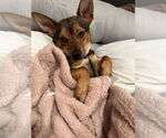 Small #2 Mutt