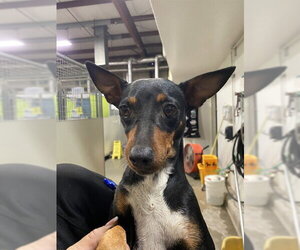 Chihuahua Dogs for adoption in Bakersfield, CA, USA