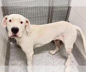 A662244 - Male American Pit Bull Terrier Dog for Adoption - Photo #2