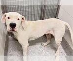 Small Photo #2 American Pit Bull Terrier Puppy For Sale in Houston, TX, USA