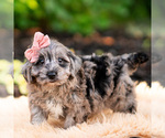 Small #3 Yorkipoo