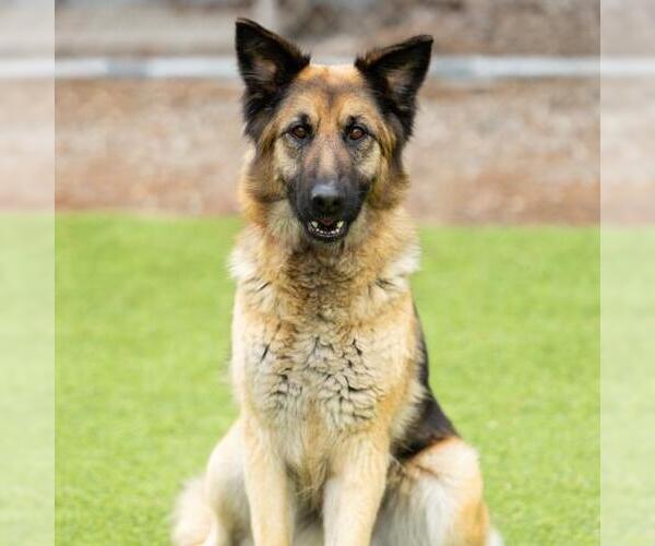 Medium Photo #1 German Shepherd Dog Puppy For Sale in Camarillo, CA, USA