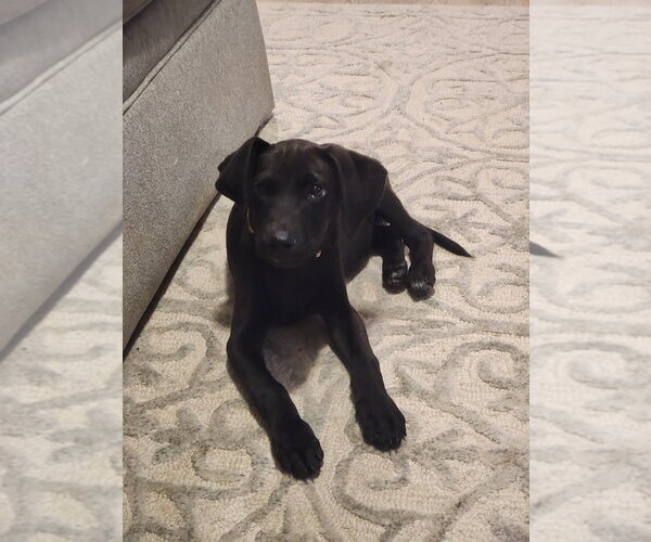 Medium Photo #3 Mutt Puppy For Sale in Mooresville, NC, USA