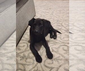 Della - Female Mutt Dog for Adoption - Photo #3