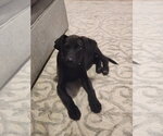 Small Photo #3 Mutt Puppy For Sale in Mooresville, NC, USA
