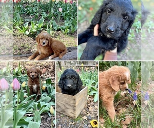 Goldendoodle (Miniature) Puppy for sale in GUTHRIE, OK, USA