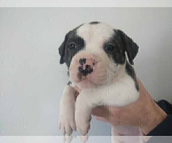 Medium Photo #2 American Bulldog Puppy For Sale in CALDWELL, ID, USA
