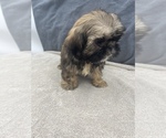 Small Photo #26 Shih Tzu Puppy For Sale in SAINT AUGUSTINE, FL, USA