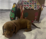 Small Photo #5 Dachshund Puppy For Sale in HOUSTON, TX, USA