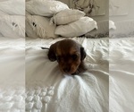 Small #2 Dachshund