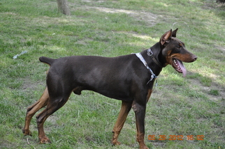 Father of the Doberman Pinscher puppies born on 04/24/2016