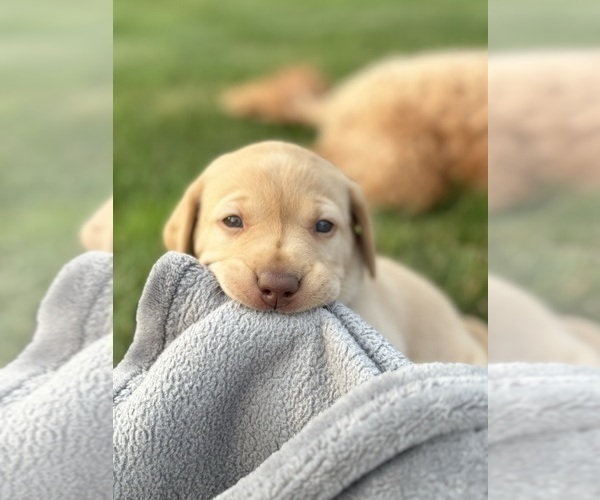 Medium Photo #2 Labrador Retriever Puppy For Sale in FREDERICKSBG, OH, USA