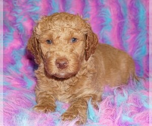 Miniature Labradoodle Puppy for sale in LA HABRA, CA, USA