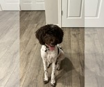 Small #1 Goldendoodle