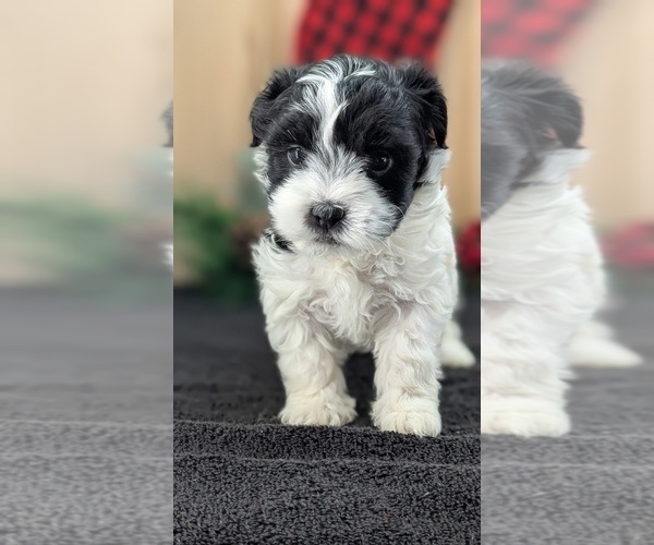 Medium Photo #5 Havanese Puppy For Sale in GOSHEN, IN, USA