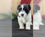Small #4 Havanese