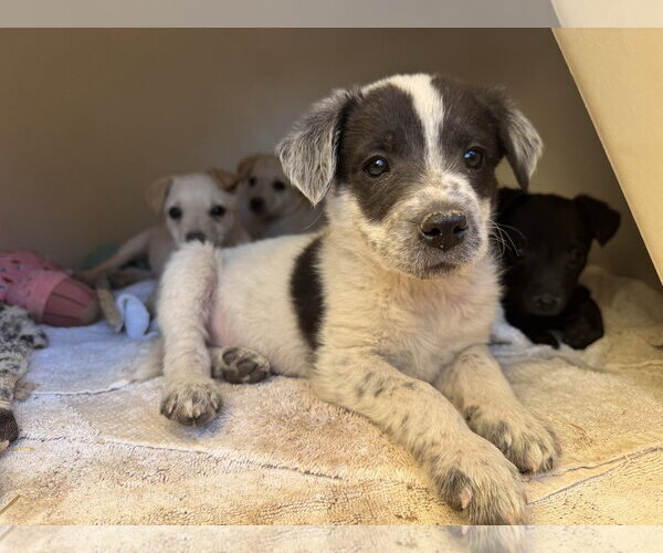 Medium Photo #2 Brittany-Dachshund Mix Puppy For Sale in Williamsburg, NM, USA
