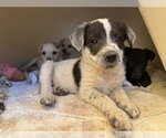 Small #1 Brittany-Dachshund Mix